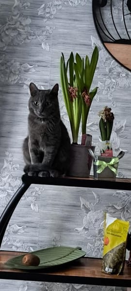 Safir ein Kater wie keiner