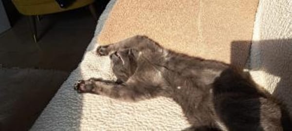 Safir ein Kater wie keiner