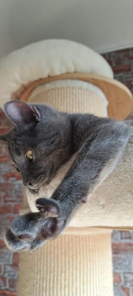 Safir ein Kater wie keiner