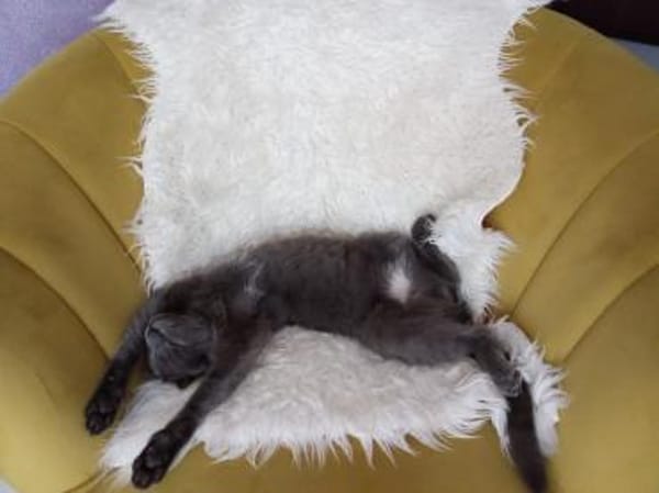 Safir ein Kater wie keiner