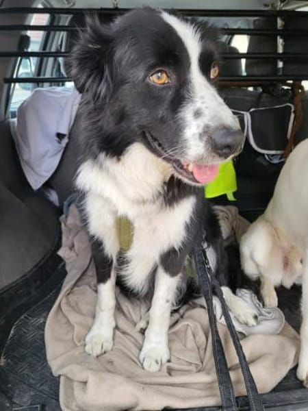 ARKANI - verträglicher, umgänglicher Typ