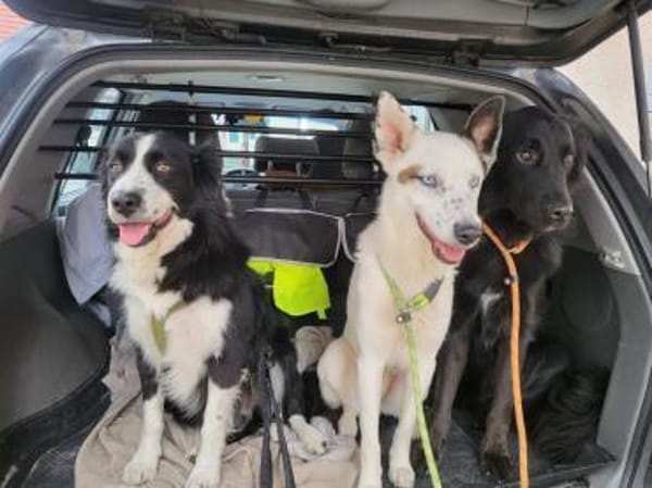 ARKANI - verträglicher, umgänglicher Typ