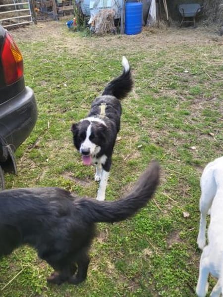 ARKANI - verträglicher, umgänglicher Typ