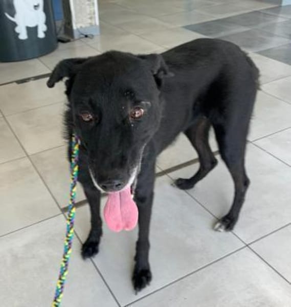 LIMMA- älteres Labbi Mädchen in NOT !