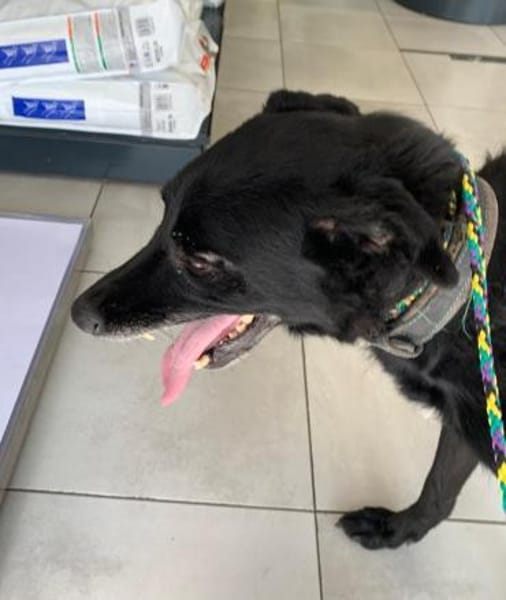 LIMMA- älteres Labbi Mädchen in NOT !