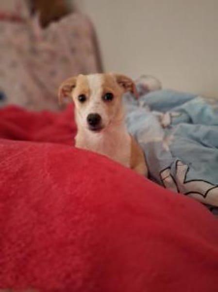 zuckersüße Josie sucht ihre Kuschelpartn