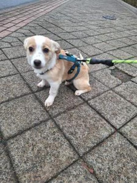 zuckersüße Josie sucht ihre Kuschelpartn