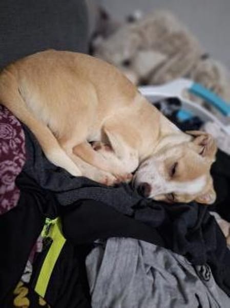 zuckersüße Josie sucht ihre Kuschelpartn