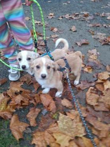 zuckersüße Josie sucht ihre Kuschelpartn