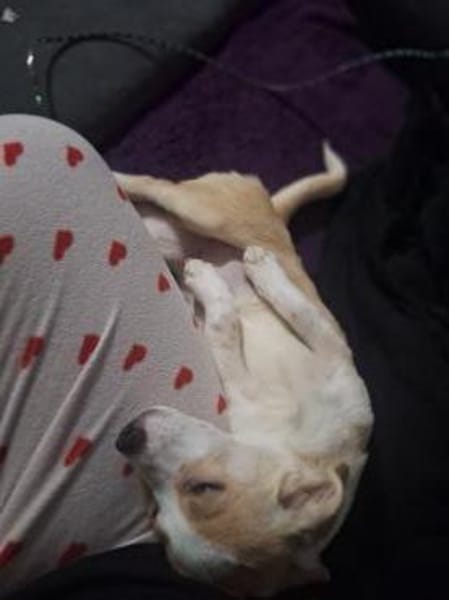 zuckersüße Josie sucht ihre Kuschelpartn