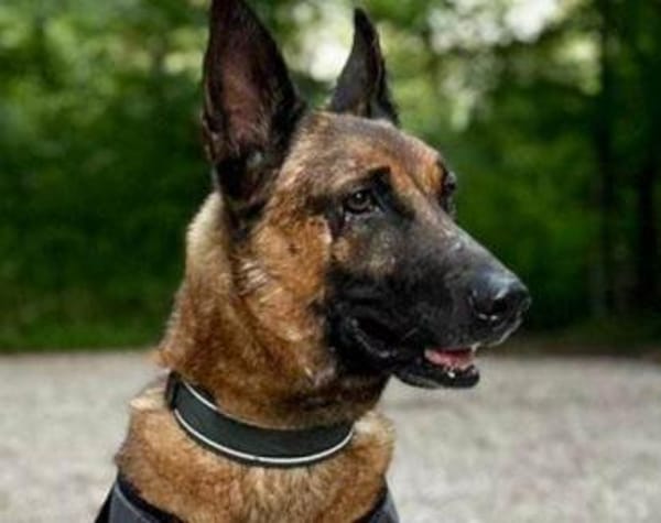 Malinois-Mix ROCKY wartet in 07806 Weira