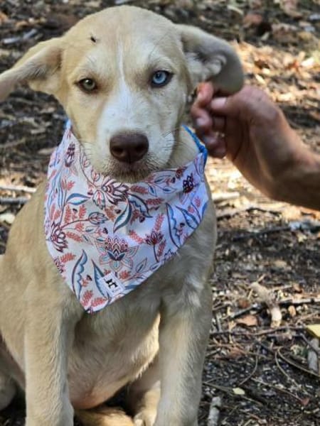 Sensibles soziales Hundekind SADY ♥