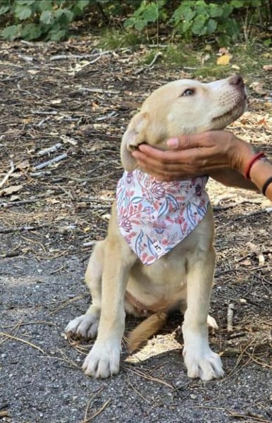 Sensibles soziales Hundekind SADY ♥