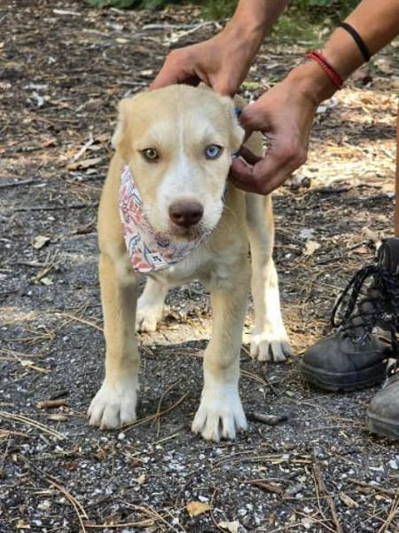 Sensibles soziales Hundekind SADY ♥