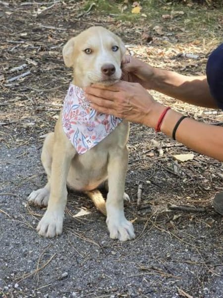 Sensibles soziales Hundekind SADY ♥