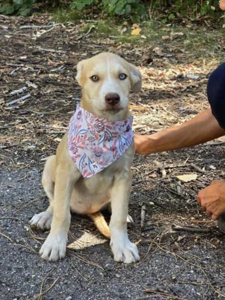 Sensibles soziales Hundekind SADY ♥