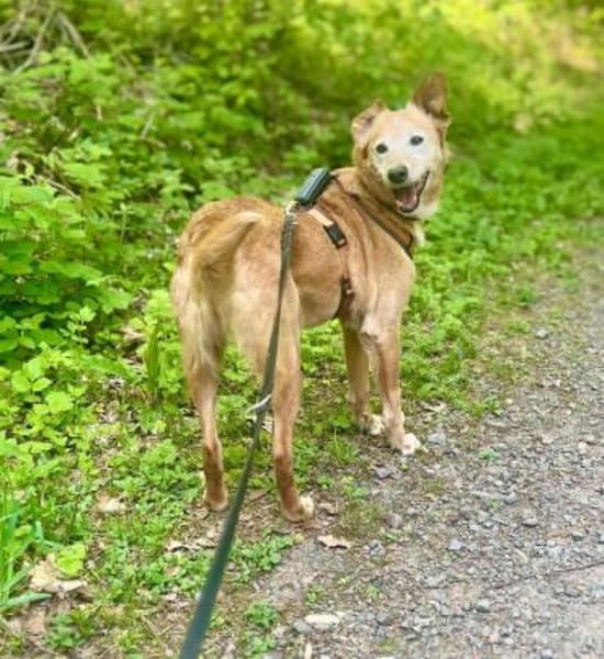 FLORA - mißhandelt & ausgesetzt.....