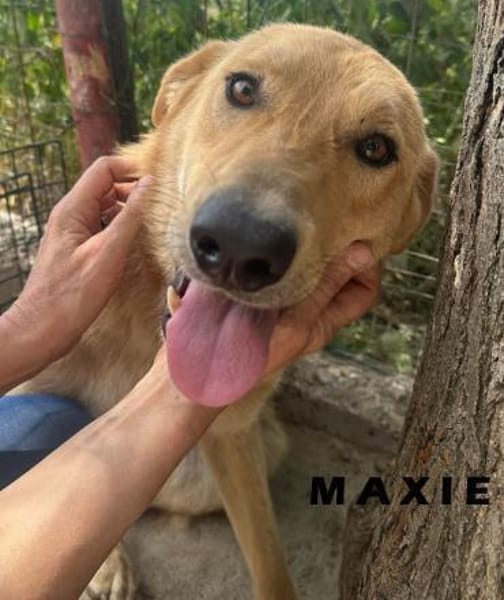 🐾❤ MAXI, liebenswertes Hundemädchen