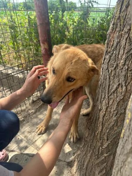 🐾❤ MAXI, liebenswertes Hundemädchen