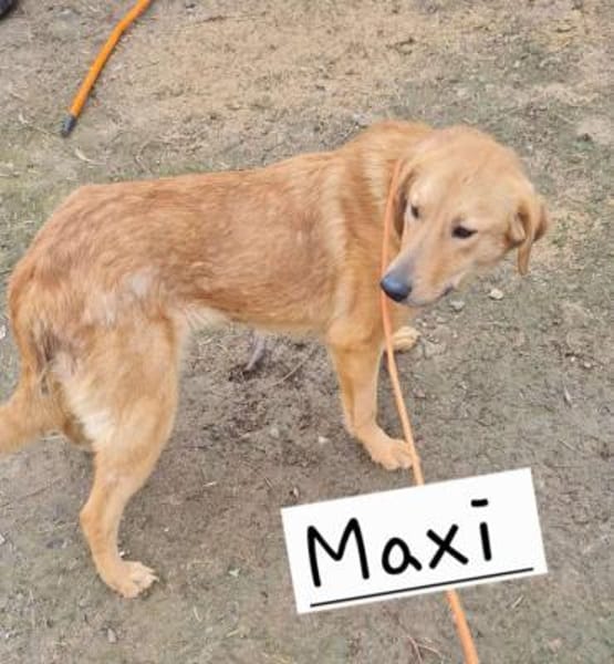 🐾❤ MAXI, liebenswertes Hundemädchen