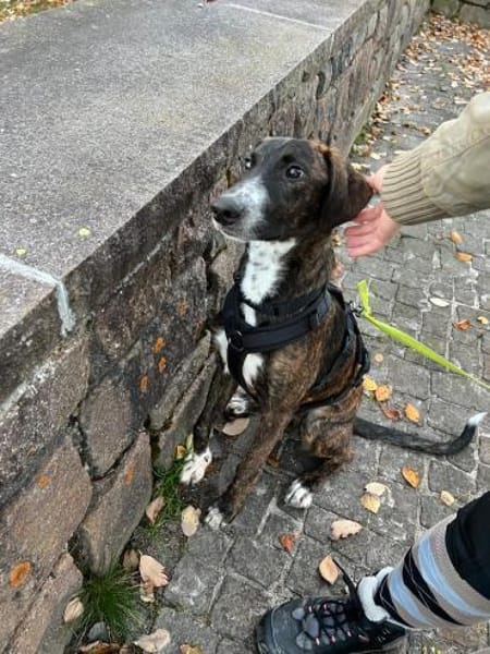 eleganter, ausgegl. Welp (Tierschutz)