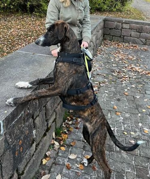 eleganter, ausgegl. Welp (Tierschutz)