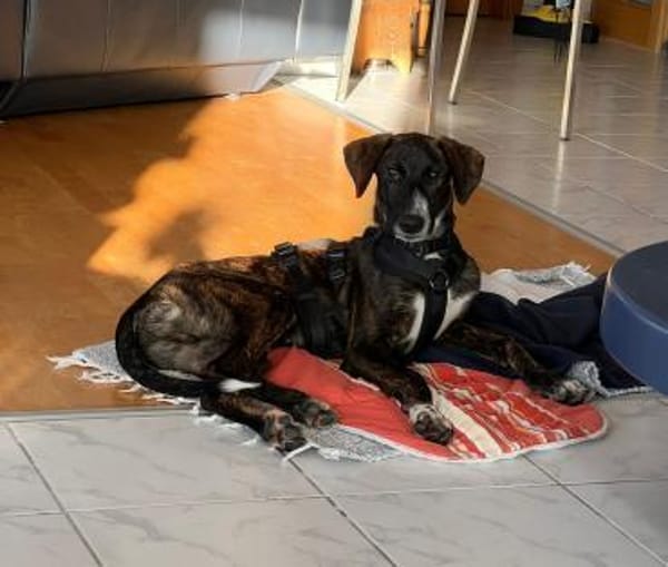 eleganter, ausgegl. Welp (Tierschutz)