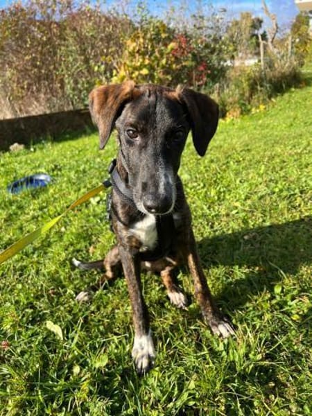 eleganter, ausgegl. Welp (Tierschutz)