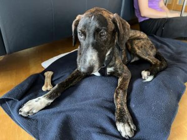 eleganter, ausgegl. Welp (Tierschutz)