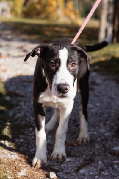 Rocky 💗 wartet in 50674 Köln