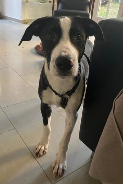 Rocky 💗 wartet in 50674 Köln