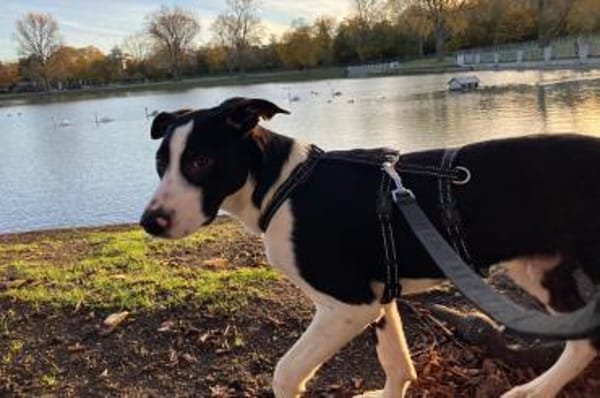 Rocky 💗 wartet in 50674 Köln