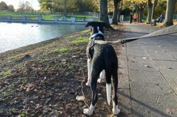 Rocky 💗 wartet in 50674 Köln