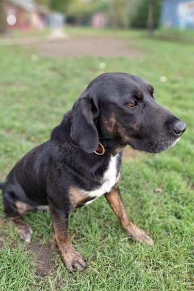 Leo 💗 wartet in 84524 Neuötting