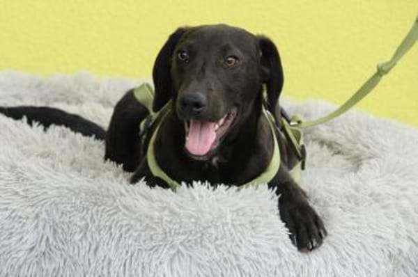 Relino möchte sein Herz verschenken...