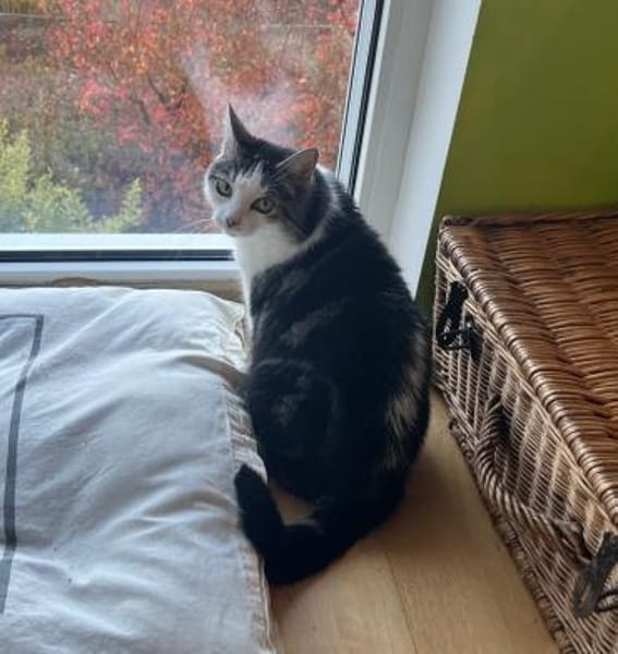 Sensible Molly sucht ein Zuhause