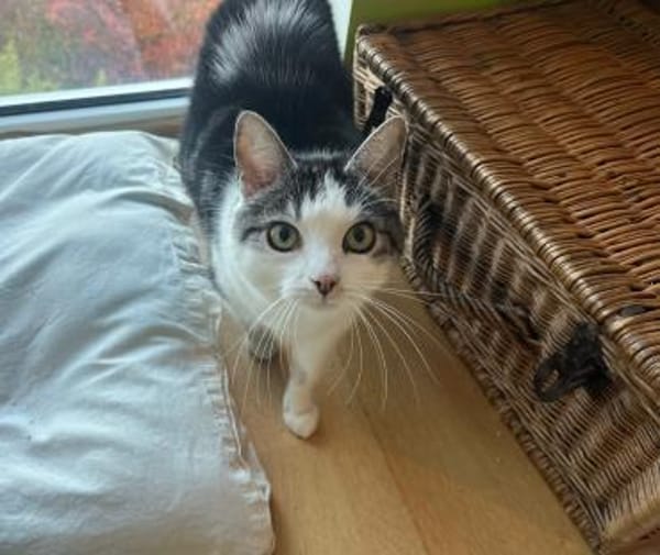 Sensible Molly sucht ein Zuhause