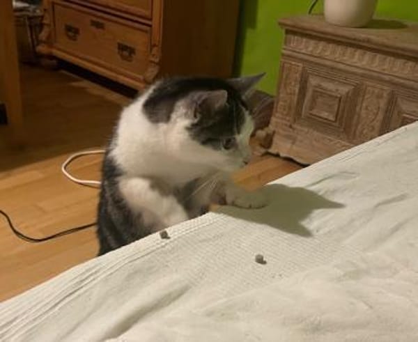 Sensible Molly sucht ein Zuhause