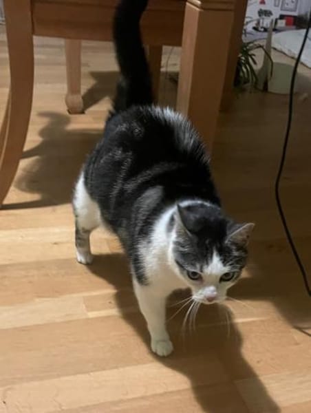 Sensible Molly sucht ein Zuhause