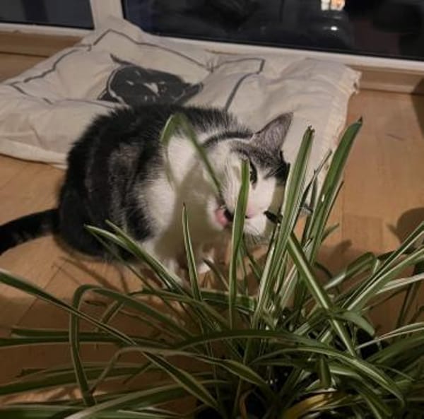 Sensible Molly sucht ein Zuhause