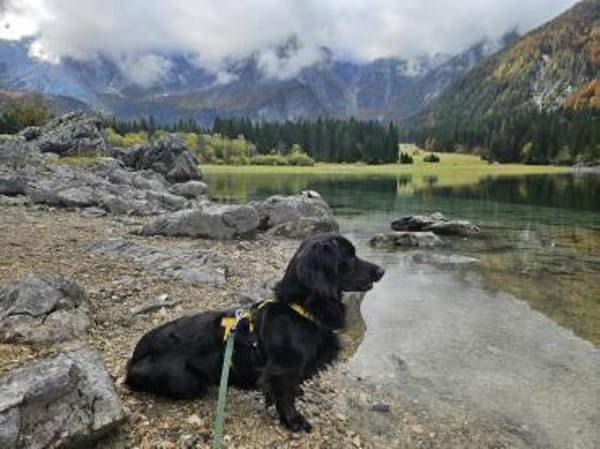 Fuio liebt Spaziergänge in der Natur