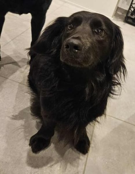 Fuio liebt Spaziergänge in der Natur