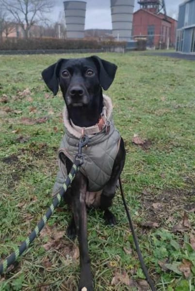 die aktive Luna wartet auf eine 2.Chance