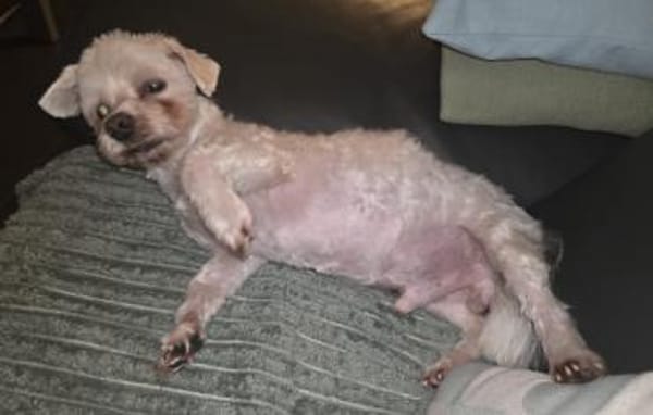 MARCO IST EIN KLEINER FRECHDACHS