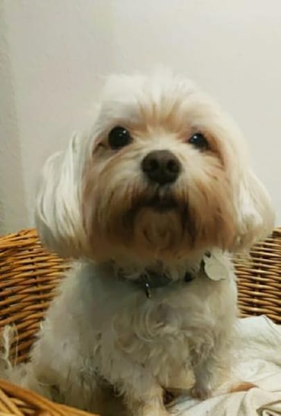 MARCO IST EIN KLEINER FRECHDACHS