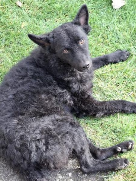 Herzenshund 🌟 Enrico sucht sein Zuhause