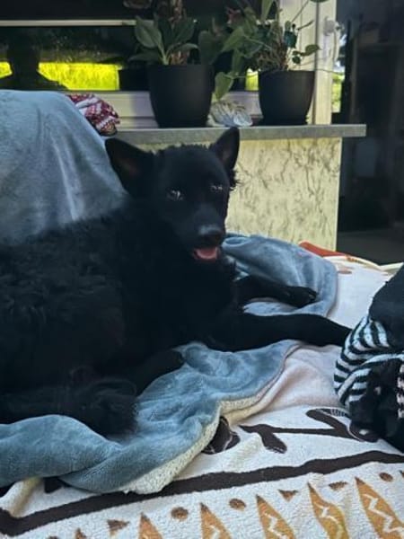 Herzenshund 🌟 Enrico sucht sein Zuhause