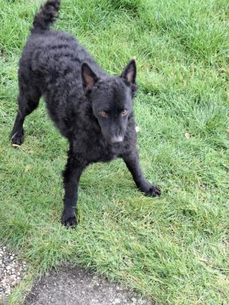 Herzenshund 🌟 Enrico sucht sein Zuhause