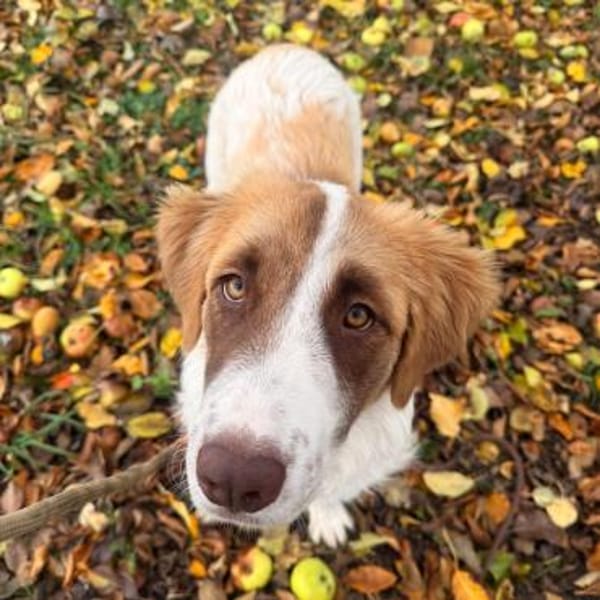 Welpe Liva -ein liebevoller Sonnenschein