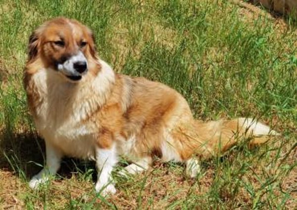 Clara sucht Ihre Menschen